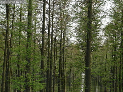 杉树林图片 绿色植物摄影