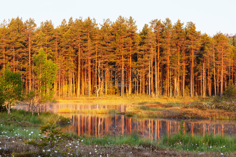湖,森林,北方针叶林,针叶林,瑞典