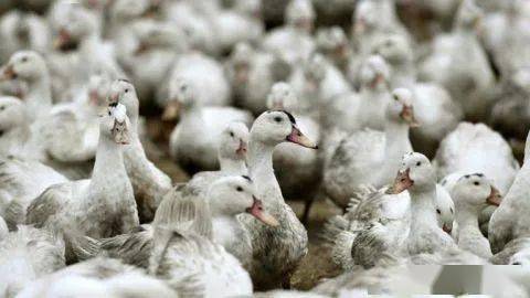 法国61个养殖场现高致病性禽流感致20多万只鸭子被扑杀