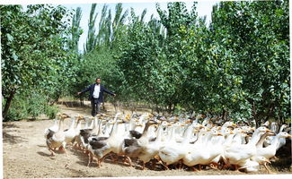 果园家禽养殖 促进农民增收