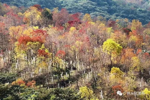 美爆 原来广州有这么美的红叶林