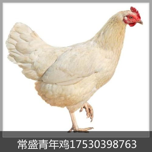 图片,海量精选高清图片库 鹤壁市山城区常盛蛋鸡青年鸡养殖场
